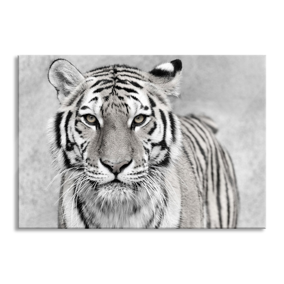 Glasbild Anmutiger Tiger