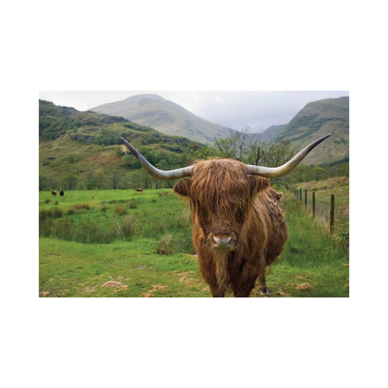«Scottish Highland C best III», reproduction de photo sur toile tendue, H 12 po x l 18 po x 1,5 po