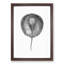 Stingray Illustration - Framed Print-55615821-55615827