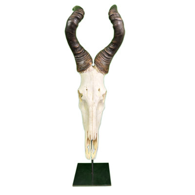 Genuine Hartebeest Antelope Skull On Metal Base