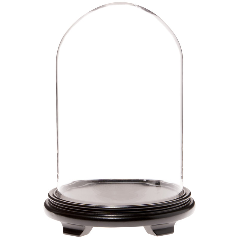 Brighton 9.75" x 15" Glass Display Dome Cloche, Black Wood Veneer Base
