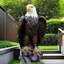 Statue de majestueux aigle de jardin pour porche et décor extérieur