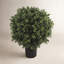 Ball-Shaped Boxwood Topiary In Plastic Liner