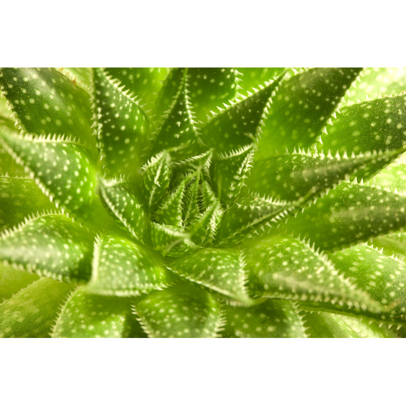 Misouk Aloe Vera - Wrapped Canvas Print, 20cm H x 30cm W x 3.8cm D