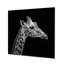 Girafe sur fond noir - reproduction d'art girafe-1449044576-1449044587
