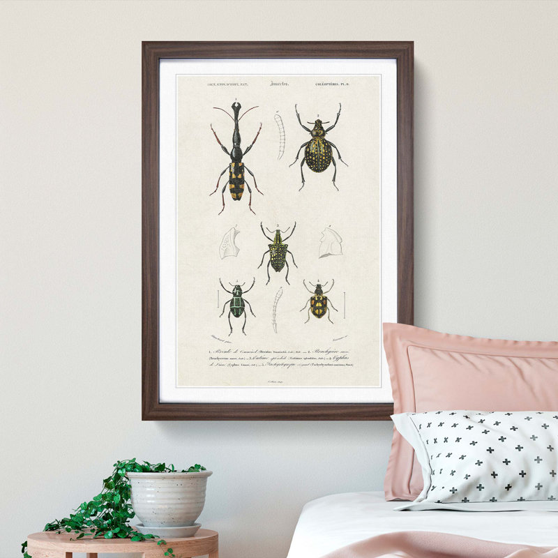 Beetle Illustrations PL.9 by Charles D'Orbigny - Single Picture Frame Print, 45cm H x 33cm W x 2cm D, Walnut Framed