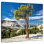 Arbre Harnek Yosemite Park-109369392
