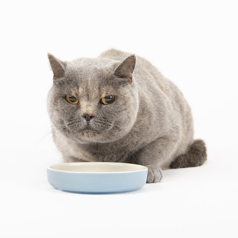 Pet Bowl