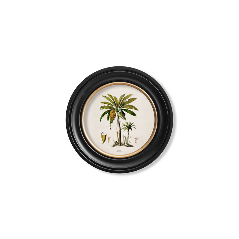 Banana Palm by Mid-1800s - Single Picture Frame Print on Archival Matt 230gsm Paper