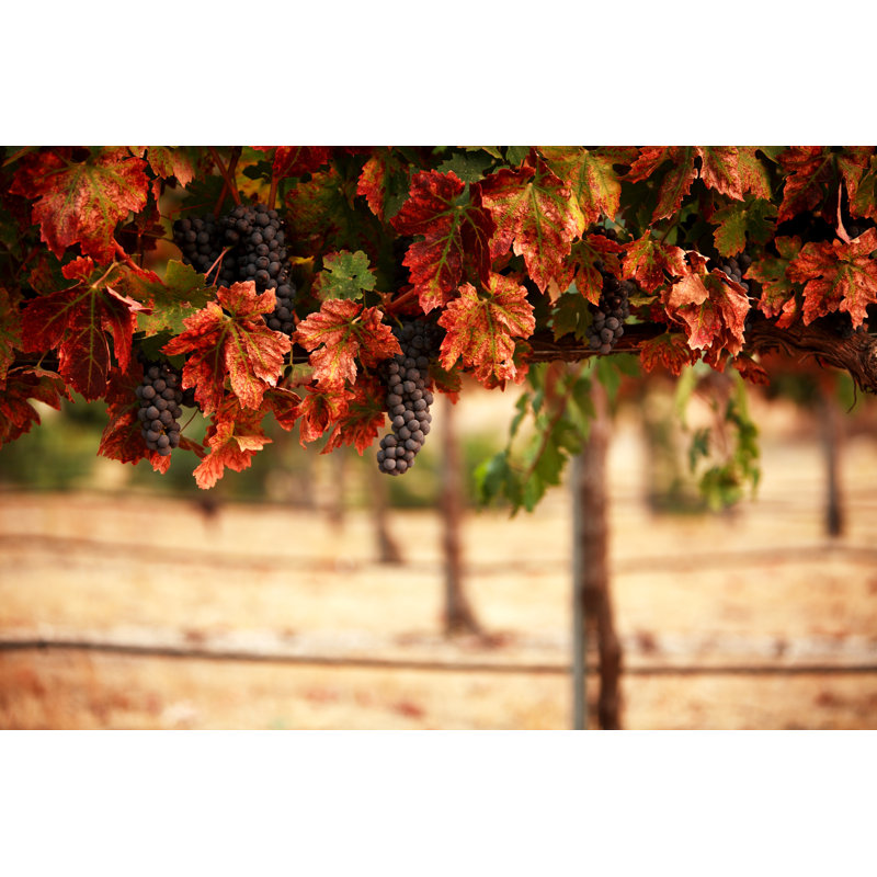 Red Grapes by Swalls - No Frame Print on Canvas, 30cm H x 46cm W