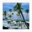 Florida Palms Print by Slim Aarons-1263946811-1263930879