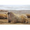 Walrus Family with Giant Tusks - Photographie sur toile tendue