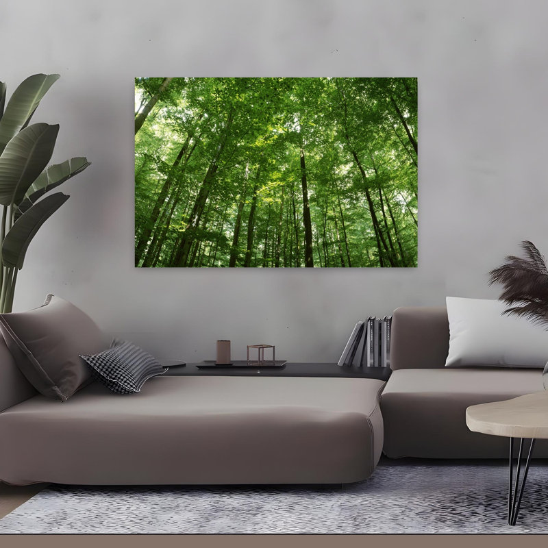 Faible angle de vue des arbres de hêtre, Allemagne, H 32 po x l 48 po
