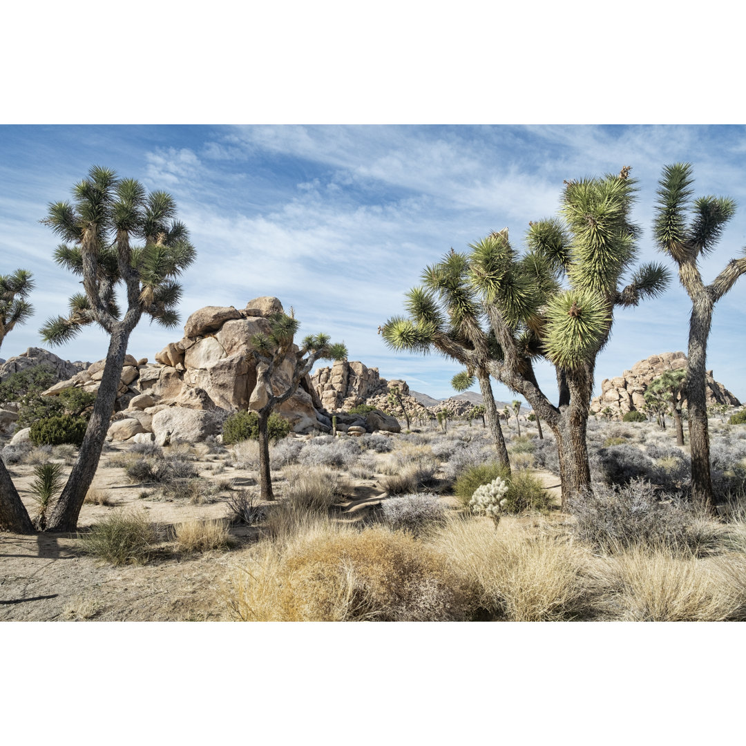 Joshua Tree National Park von Dougall_Photography - Drucken