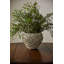 Camargo Surreal Vase-562655787