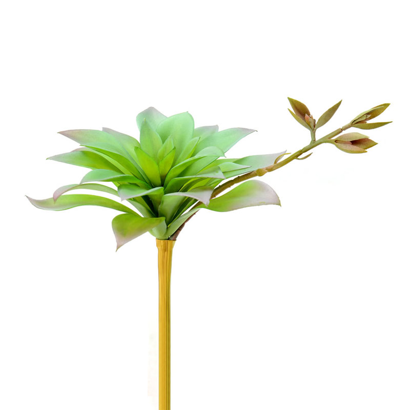 Tige d’agave, Vert