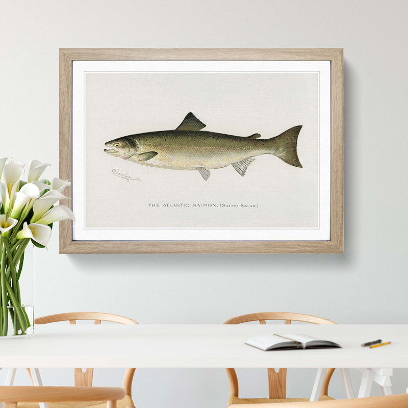 Atlantic Salmon by Sherman F. Denton - Framed Print, Oak Framed, 33cm H x 45cm W x 2cm D