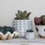 Stoneware Sculptural Planter with Raised Dots