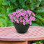 Pot à fleurs rond en céramique Caydin - gris - 13,5 po-624721916-545836317