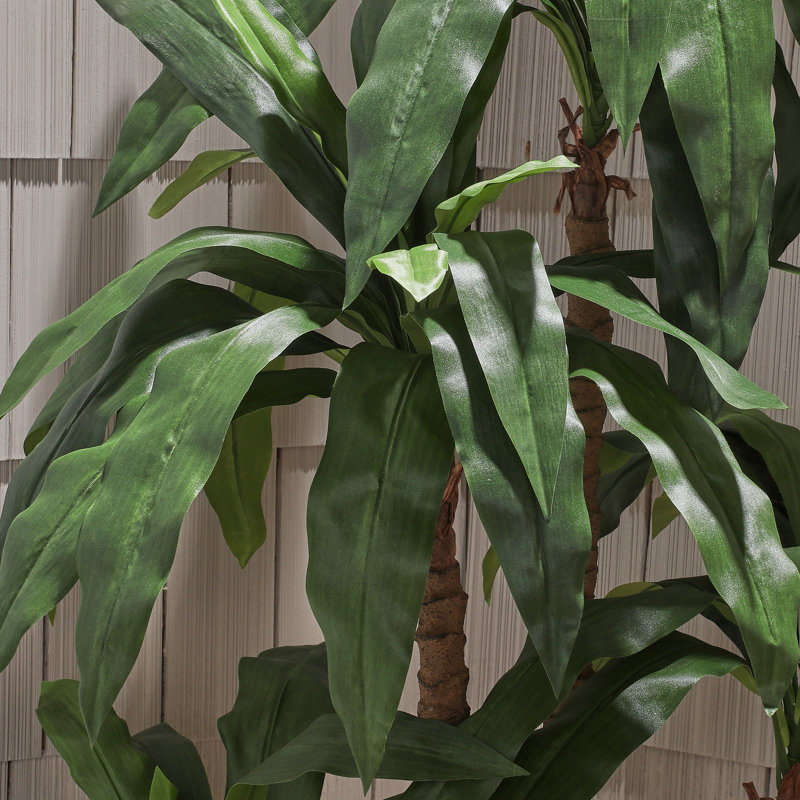 Arbre Dracaena Marginata en pot 6 pi UV