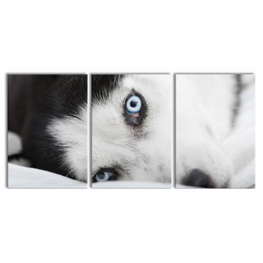 3-tlg. Leinwandbilder-Set Husky mit Eisblauen Augen im Bett