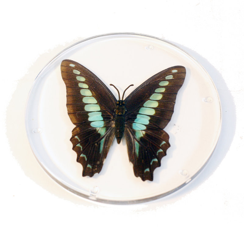 Sous-verres papillon à bouteilles réelles