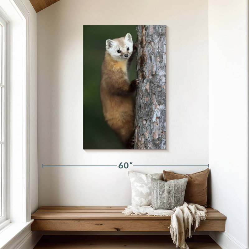 Brampt Wild American Marten, 45" H x 30" W