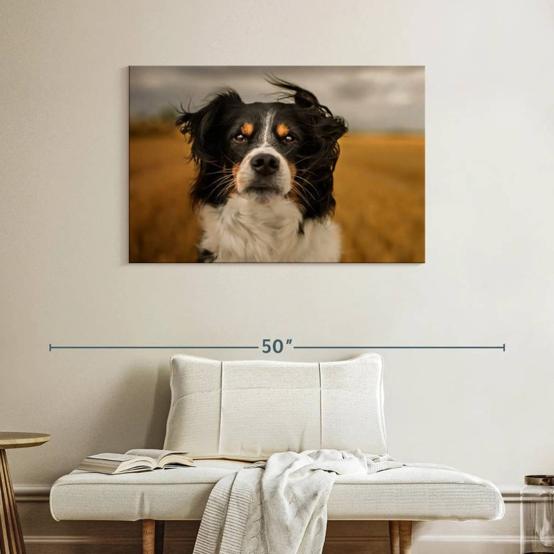 Brampt Expressive Border Collie, 26" H x 39" W