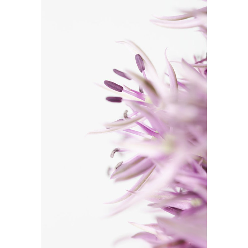 FLOWER, 81.28cm H x 121.92cm W