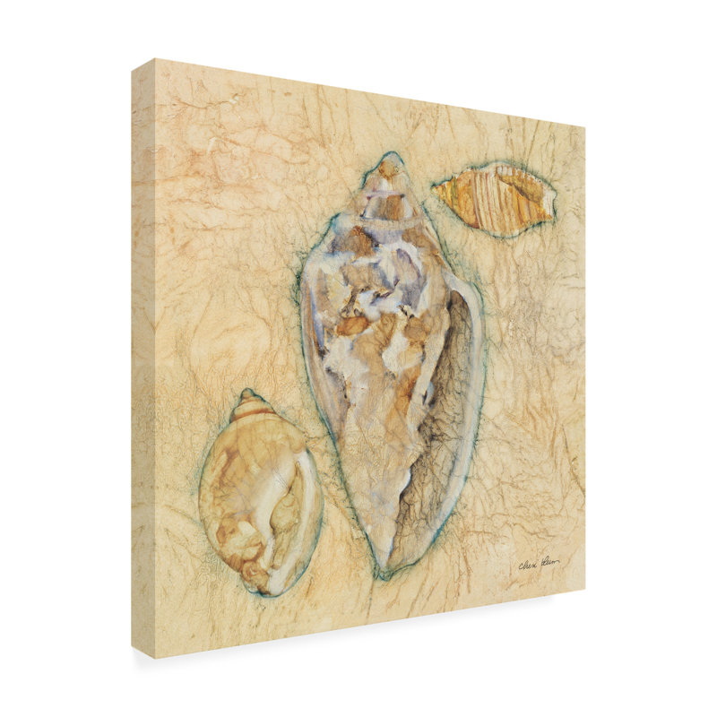 Art sur toile «bolivi Cheri Blum Shells IV», H 14 po x l 14 po