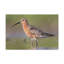 «Sandpiper H chasse»
