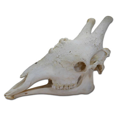 Molla Real Giraffe Skull