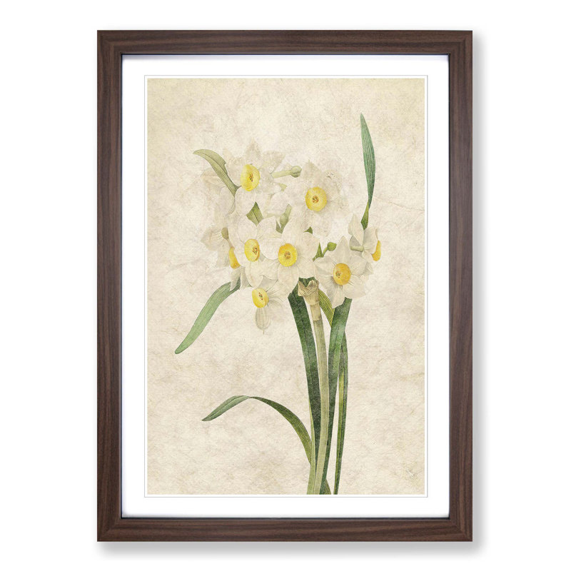 White Daffodils by Pierre-Joseph Redoute - Picture Frame Art Prints, Walnut Framed, 48cm H x 36cm W x 2cm D