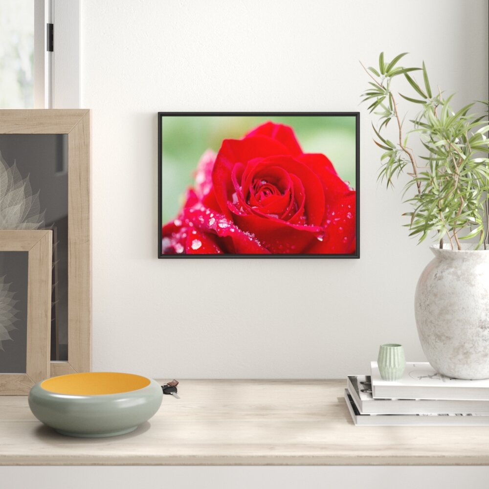 Gerahmtes Wandbild Rose mit Wassertropfen