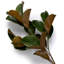 Faux Magnolia Plant