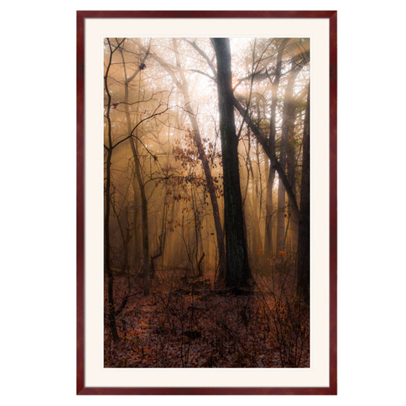 Misty Forest Print by Ted Glasoe