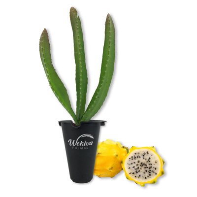 Yellow Dragon Fruit Tree - Live Tree in a 3 Gallon Pot - Selenicereus Megalanthus - Edible Tropical Fruit Plant from Florida