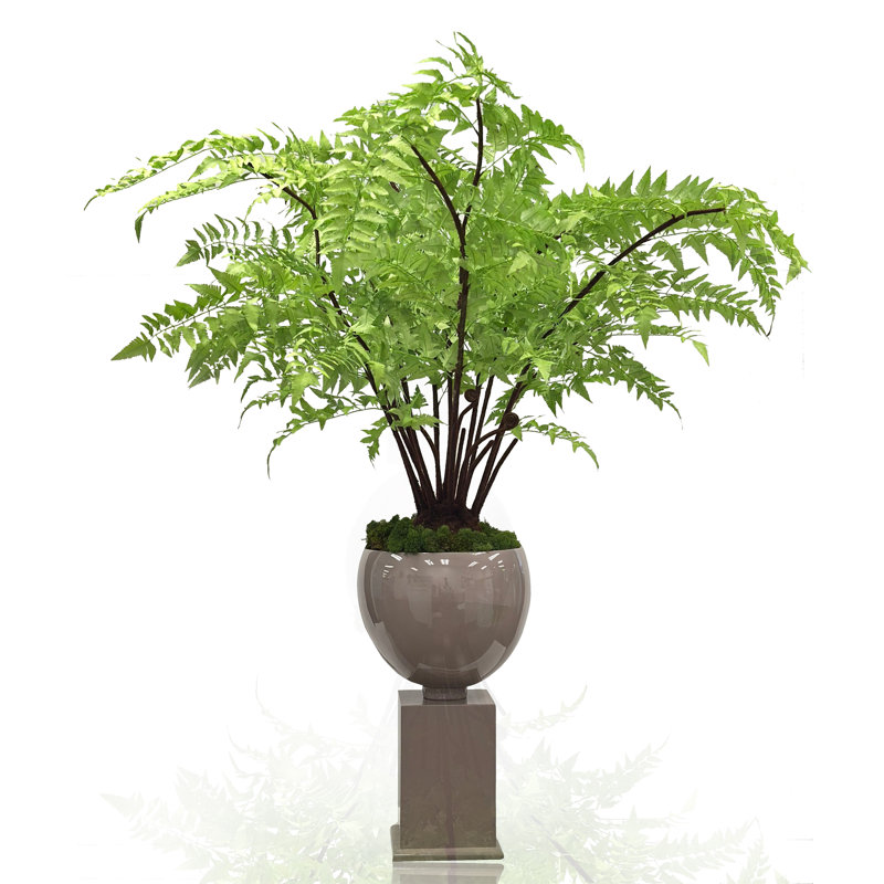 Fern Tree In Pot With Stand