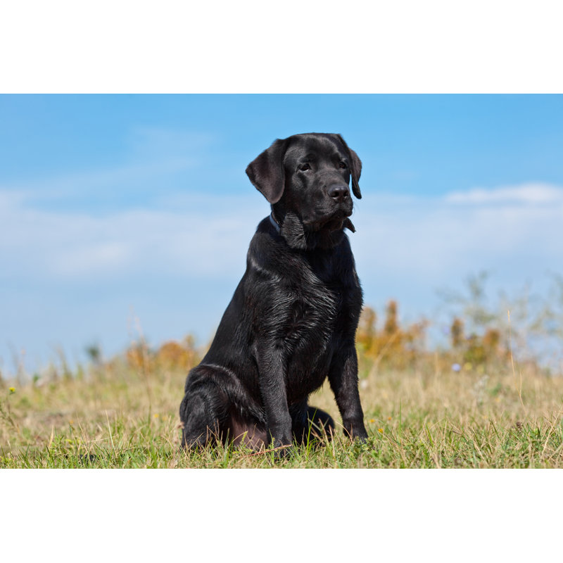 Black Labrador Retriever In Green Grass by Pumba1 - Wrapped Canvas Print, 20cm H x 30cm W