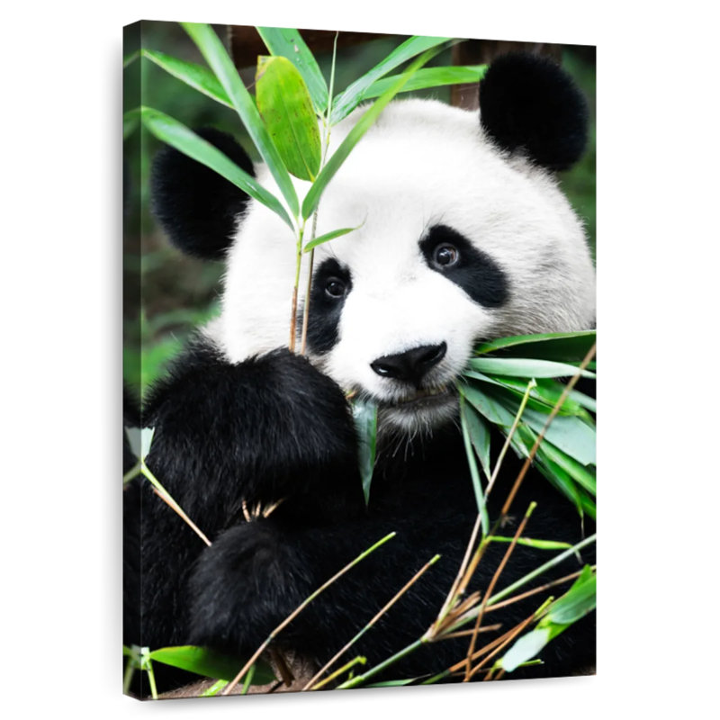 Brampt Giant Panda I, 51" H x 34" W