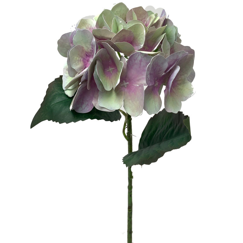 Tiges d'hortensias