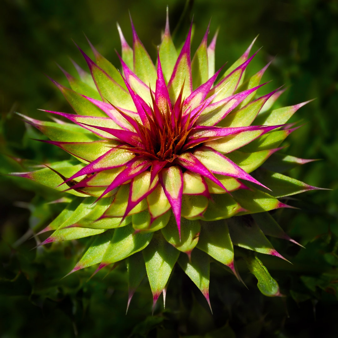 Blume mit Dornen von Dejan Gileski - Kunstdrucke auf Leinwand