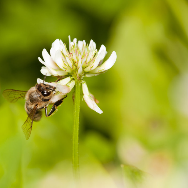 Honeybee On White Clover by Proxyminder - No Frame Print on Canvas, 30cm H x 20cm W