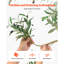 Faux Olive Tree Tree in Pot-435290237