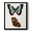 Papillons bleus antiques IV, toile encadrée de qualité supérieure - prête à être accrochée-1977291137-1977291140