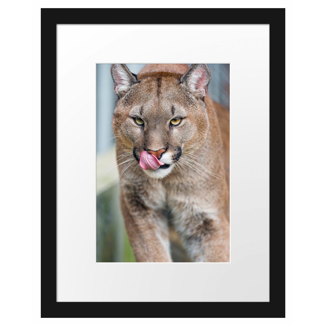 Anmutiger Puma Gerahmter Fotokunstdruck Poster