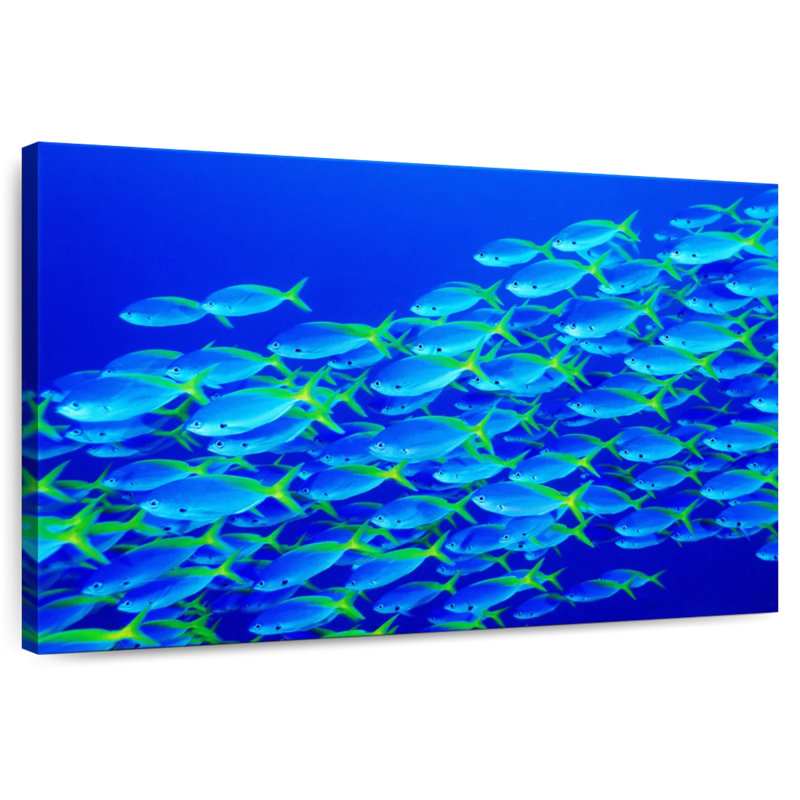 School Of Snapper Fish, 8" H x 12" W