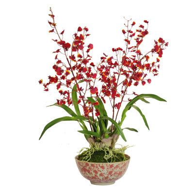 Orchid Arrangement in Planter