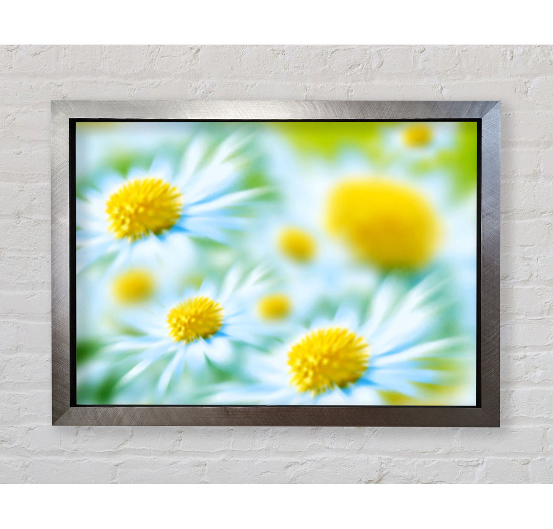 Gerahmtes Poster Soft Hue Of White Daisies