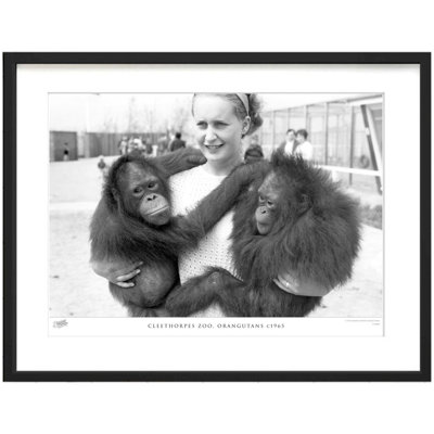 Cleethorpes Zoo, Orangutans C1965 by Francis Frith - Single Picture Frame Print